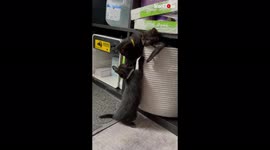 'Foster kittens playing with each other while trying to climb inside woolen bucket 
'