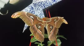 This species of moth nicknamed the 'gentle giant' cannot feed due to having no mouth