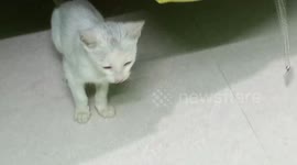 Rare cat species worth over $10,000 spotted in central India