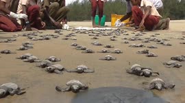 Little turtle hatchlings walk majestically into the sea in South India