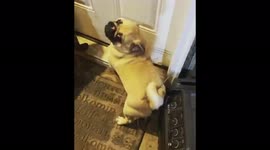 Adorable pug trying to bring a stick in the house…with his tail?!