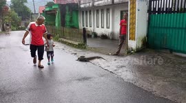 Rescue monitor lizards that strayed into residential areas Indonesian