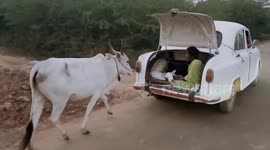 Mother cow runs behind car carrying newborn calf for 2 km in India