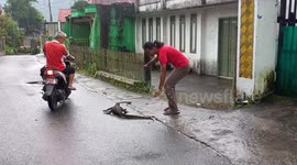 Rescue stranded monitor lizards to residential areas to their habitats in Indonesia