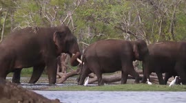 Majestic herd of elephants walk across lake in search of food in Sri Lanka