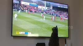 Football loving cat gets in on the action
