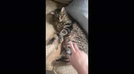Silly pretty kitty cat loves her belly rubbed !