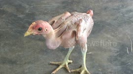 Rare! This chicken in Indonesia has no feathers