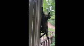 Silly and funny kitty cat climbing on the screen in my screened-in porch.