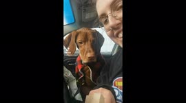 Canadian dog can't contain his excitement over getting a timbit