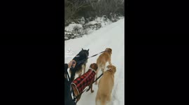 This dog's wiggle when she walks has her dog walker cracking up!