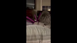 Miniature poodle Sammy plays with his cute toy octopus biting it down while