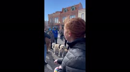 US: Goldens Gather In Golden To Celebrate Golden Retrievers Day