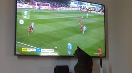 Adorable cat tries to get involved in football game