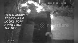 CCTV footage shows hungry otter diving into a couple's garden pond and eating their pet fish