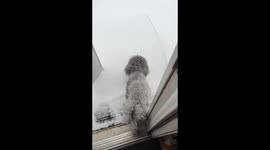 Miniature poodle Sammy was ready to go outside for his morning ritual, but when he takes a few steps out the door, he’s met with a surprise!