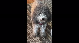 Cute miniature poodle Sammy is covered in snow sticking to his hair after his adventure in the snow on January 7, 2022