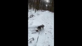 Miniature Poodle Sammy goes hiking in the snow on January 9, 2022
