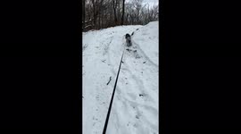 Snow won’t stop this cute dog! Small but mighty miniature poodle Sammy Paul’s is Orla up the hill, hiking in the snow on January 9, 2022