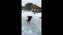 Dog stuck under... a dog! | Cute small dog couldn't pass under a husky and wouldn't move