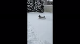 Cute little poodle goes nuts in the snow