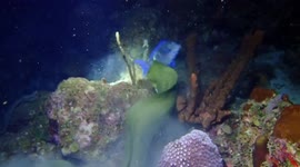 Green Murray eating blue tang fish! big fight (Caribbean) diving