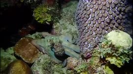 Octopus traps and eats fish night diving (Caribbean) bonaire
