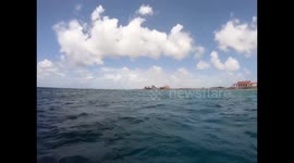Dolphins protecting there baby dolphins! Bonaire Caribbean Sea.