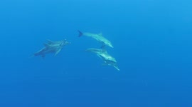 Dolphins family coming by to say hallo! Atlantic Ocean (bonaire)