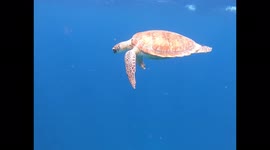 Baby green turtle coming up to take a some air! Bonaire Atlantic sea.