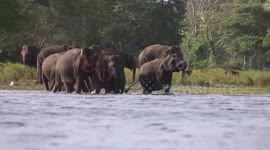 Morning back to jungle after visit village  at kalawewa national park