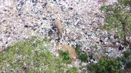 Elephant wades through heaps of litter dumped near jungle in Sri Lanka