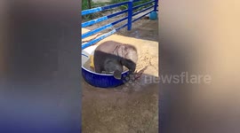 Cute baby elephant plays in basin with toys and water