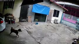 Brave pet dog battles snake invading family's home in Thailand