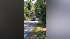 Wild elephant tries to chase away national park officer in Thailand