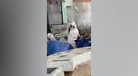 Pet French bully dances along to music