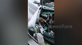 Kitten stuck under car bonnet rescued in Thailand