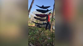 Two men fall from hammocks set up on top of each other