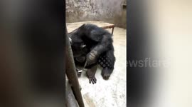 Chimpanzee filmed using clippers to cut his nails in southern China