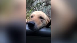 Chinese woman comes across her golden retriever that had been missing for 1 year