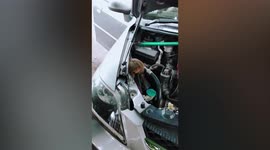 Kitten stuck under car bonnet rescued in Thailand