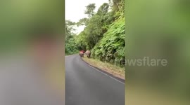 Curious wild elephant takes stroll on road in Thailand