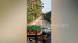 Monitor lizards relax on the road in Thailand