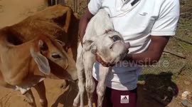 Cow gives birth to Cyclops calf in eastern India