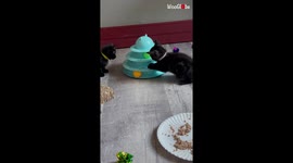 'Curious foster kittens playing with Tower of Tracks '
