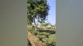 Amusement grips locals upon spotting jumbos amid farm in northeastern India