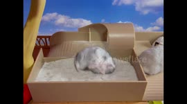 Adorable dwarf hamsters enjoying playing in their sandpit