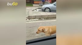 Heart-Warming Video Shows Stray Dog Chasing Police Car for Food