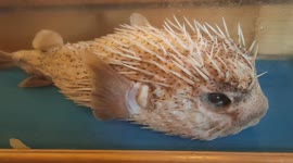 Dead lifelike pufferfish specimen in a glass box