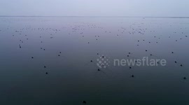 Drone Footage Of Mallards Dance On Water In Huaian, China World On The Werge Of Wetlands Day